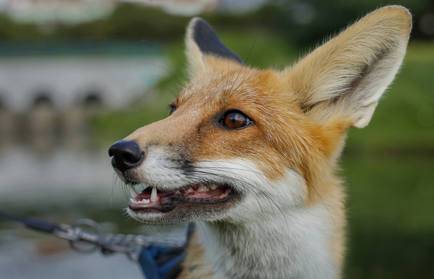 Лисёнок по имени Лис II.