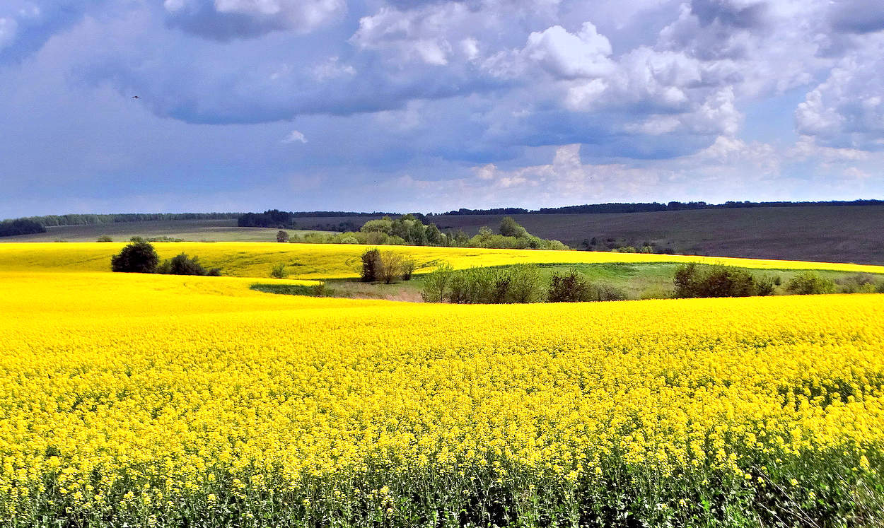 Цветущий рапс под грозовым небом