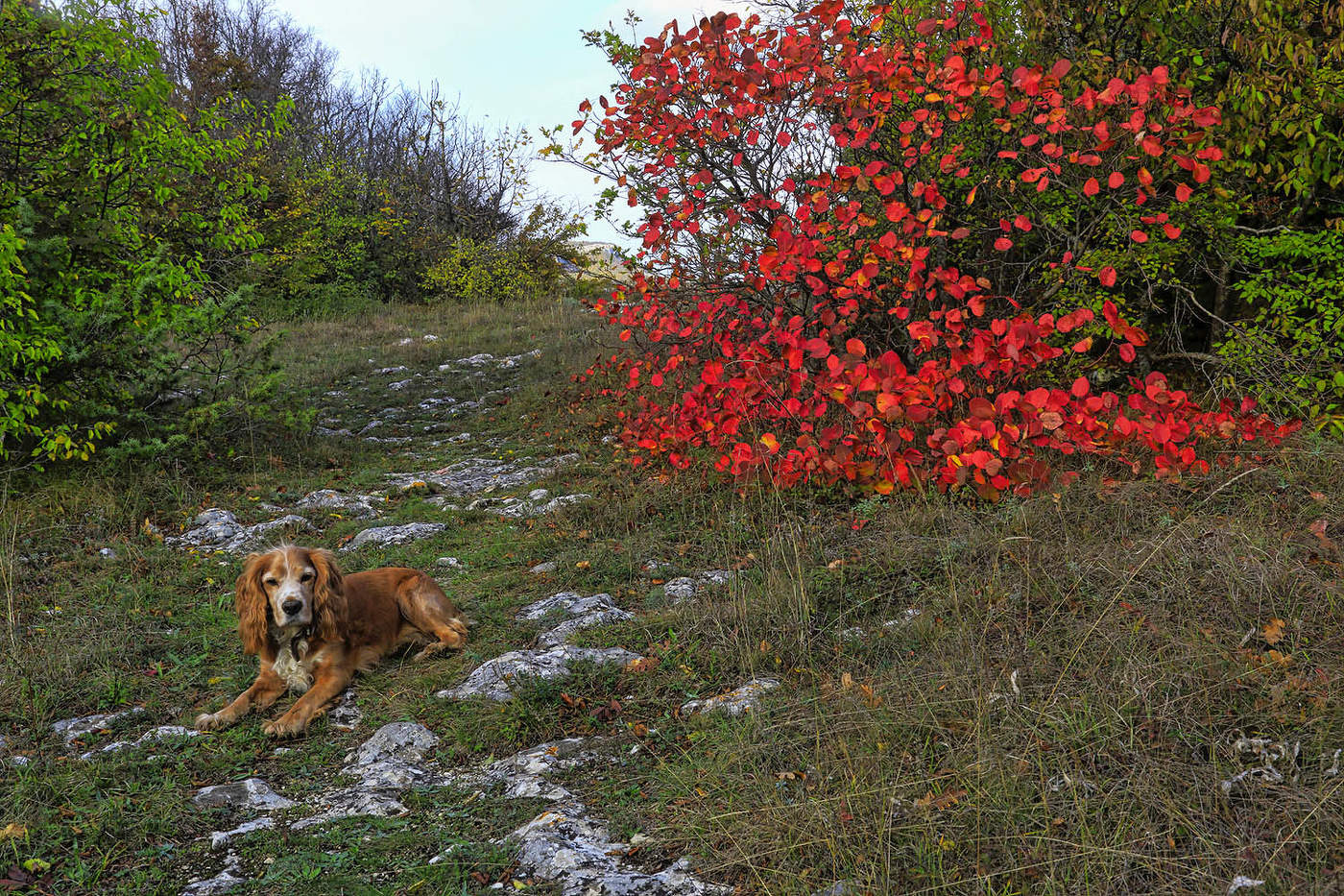 Найк и скумпия