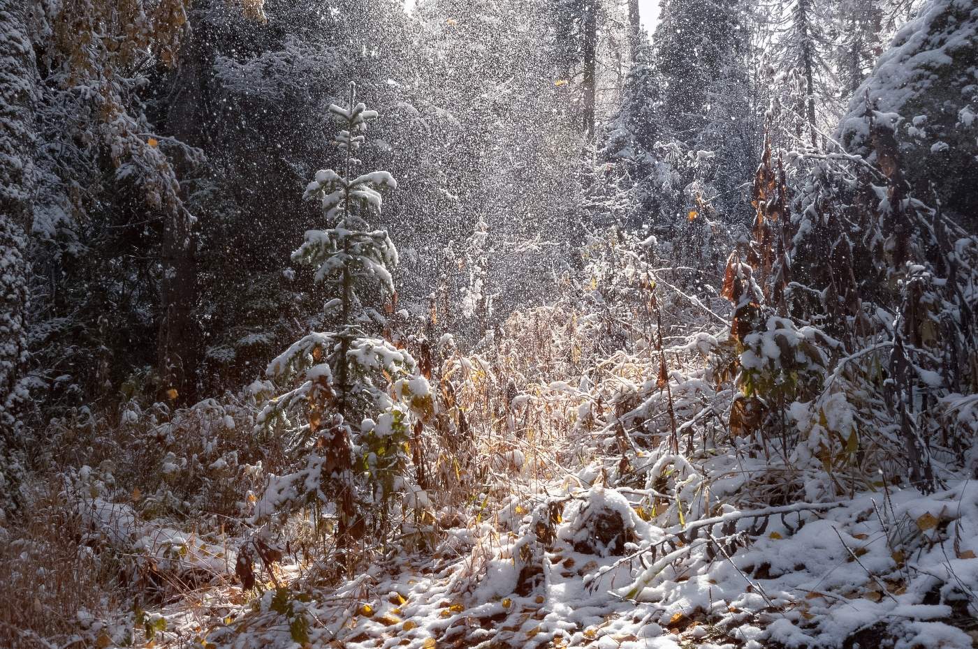 Снежная осень