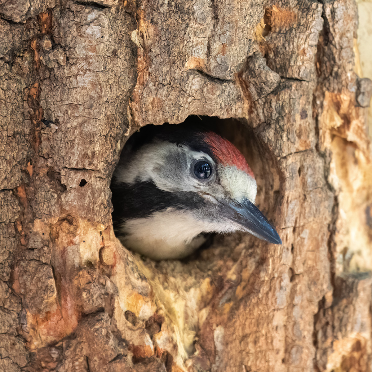 Кто-кто в дереве живет