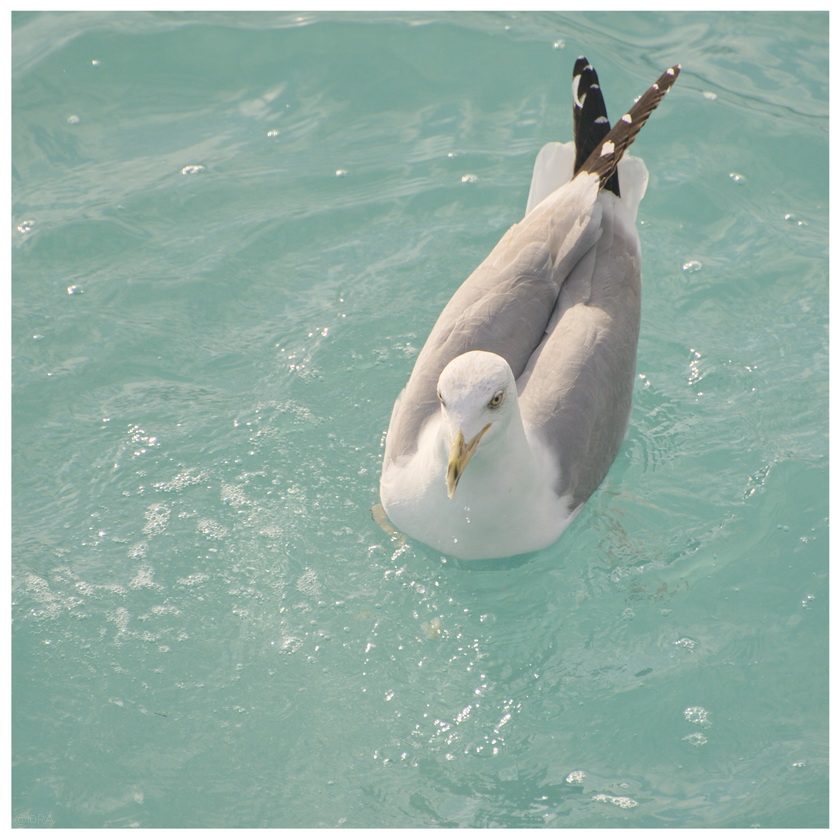 Птица наслаждается плаваньем
