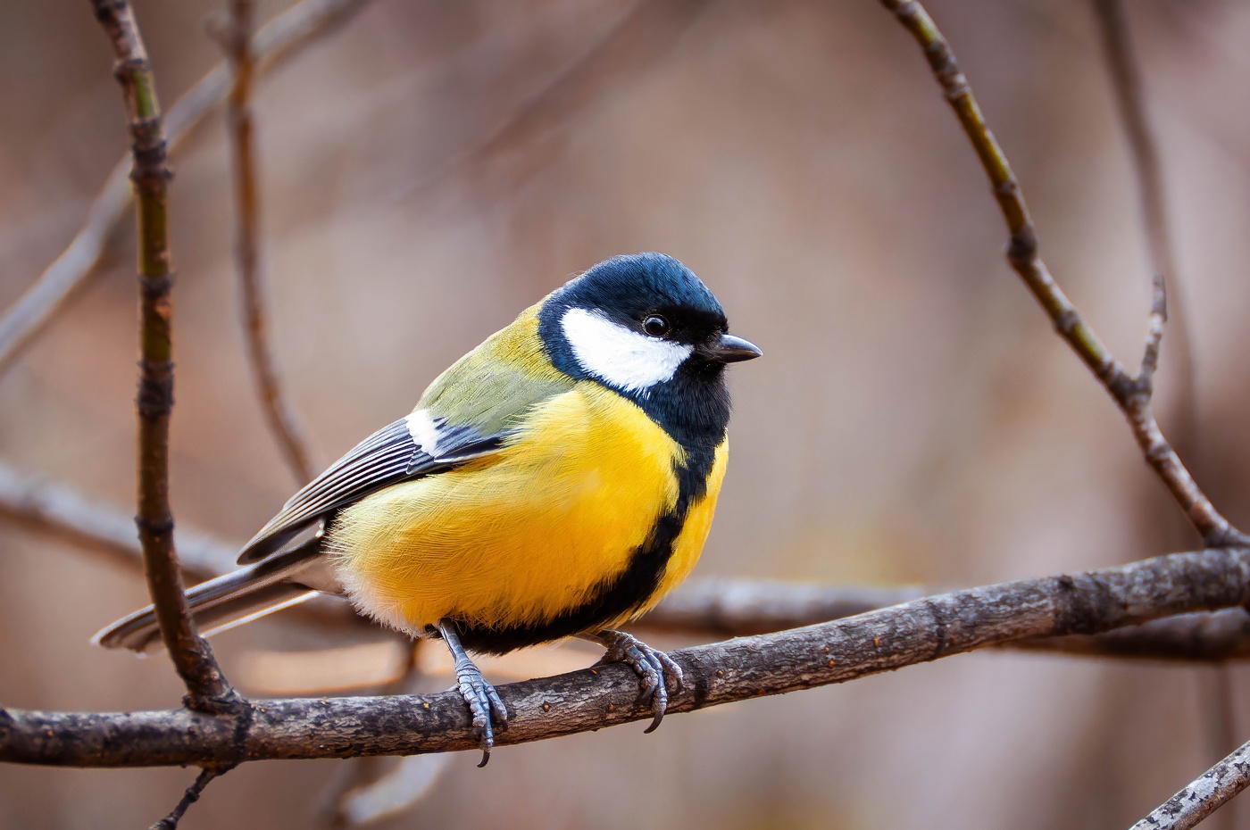 Про синицу...