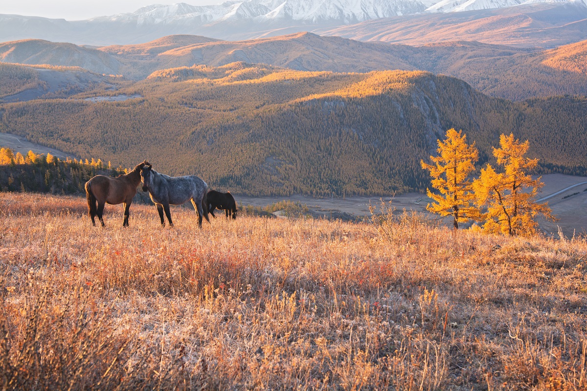 Греясь в свете утреннего солнца