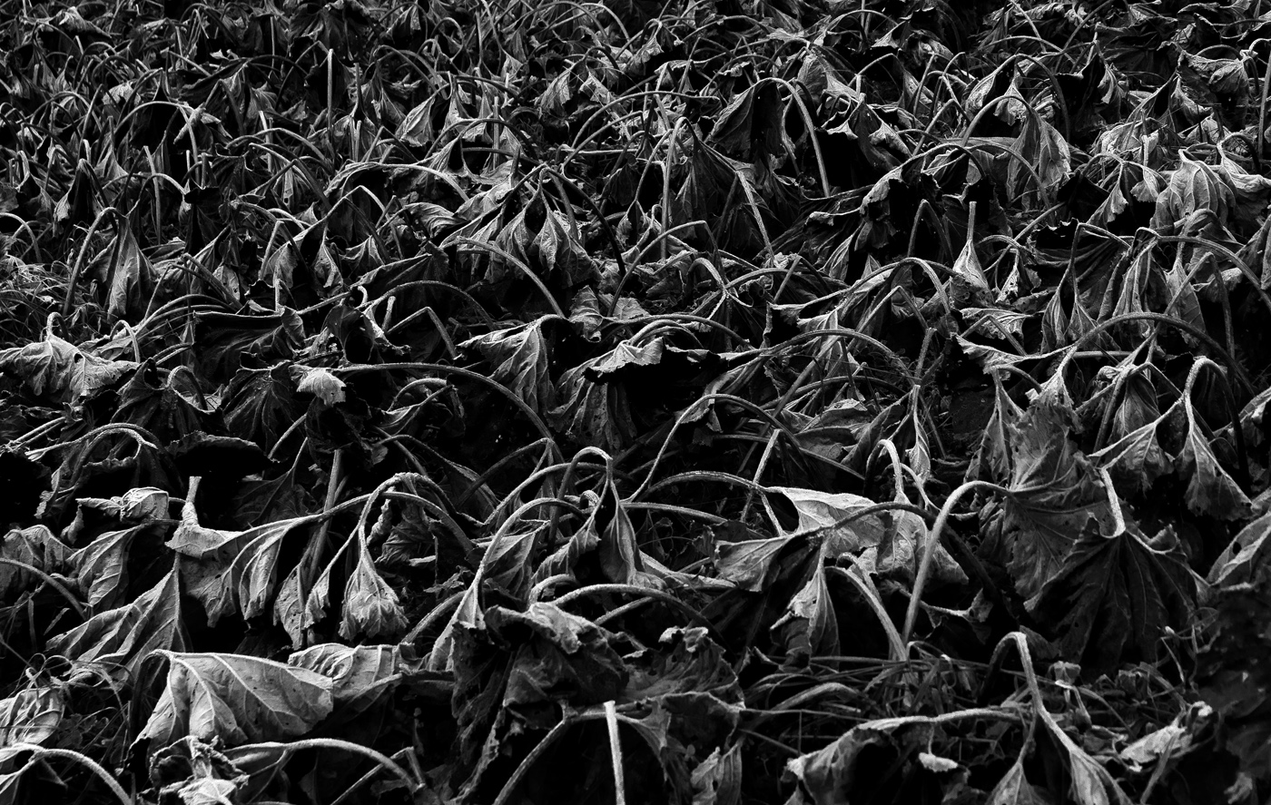 Лопухиада-5