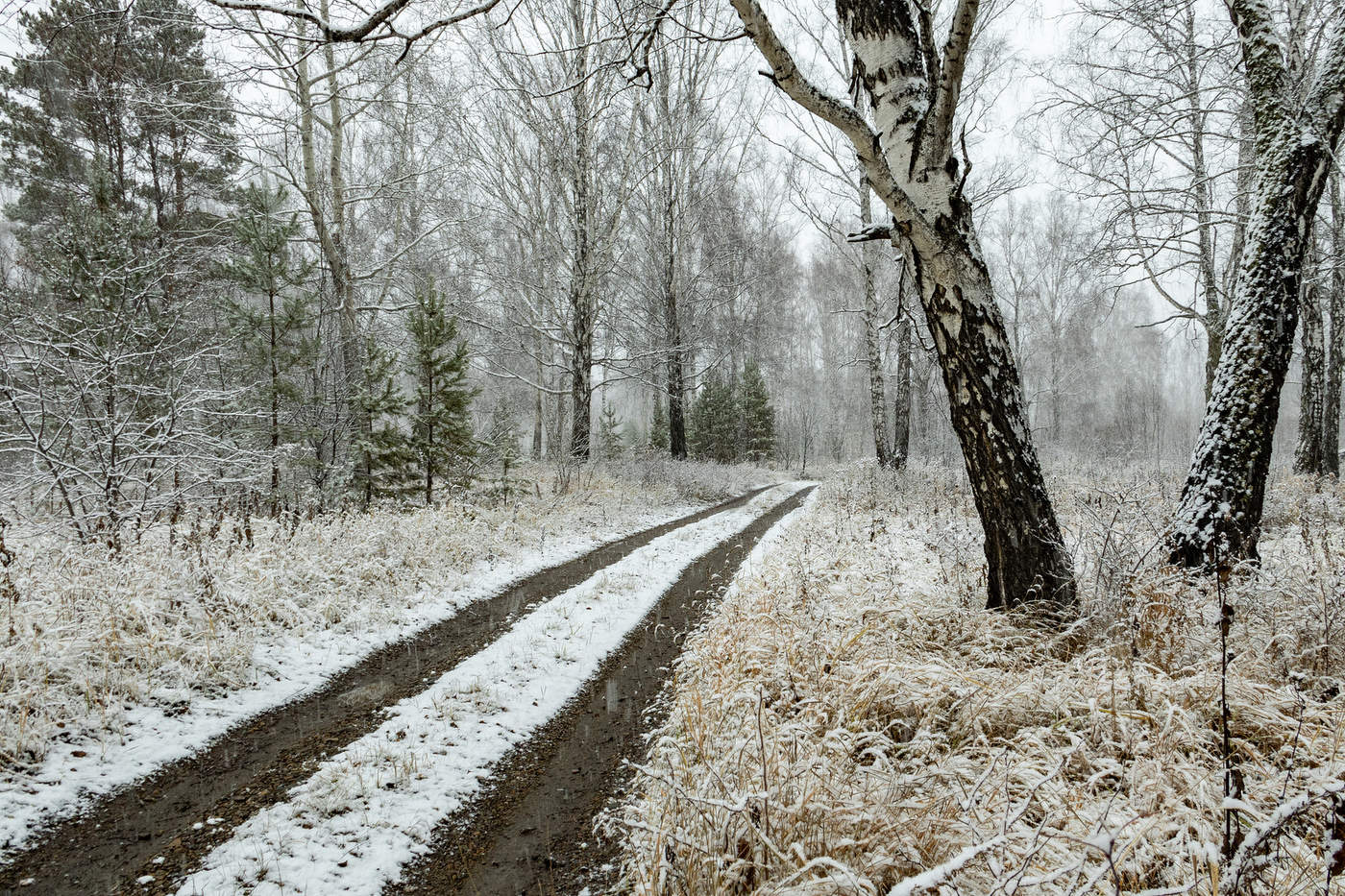 Первый снег