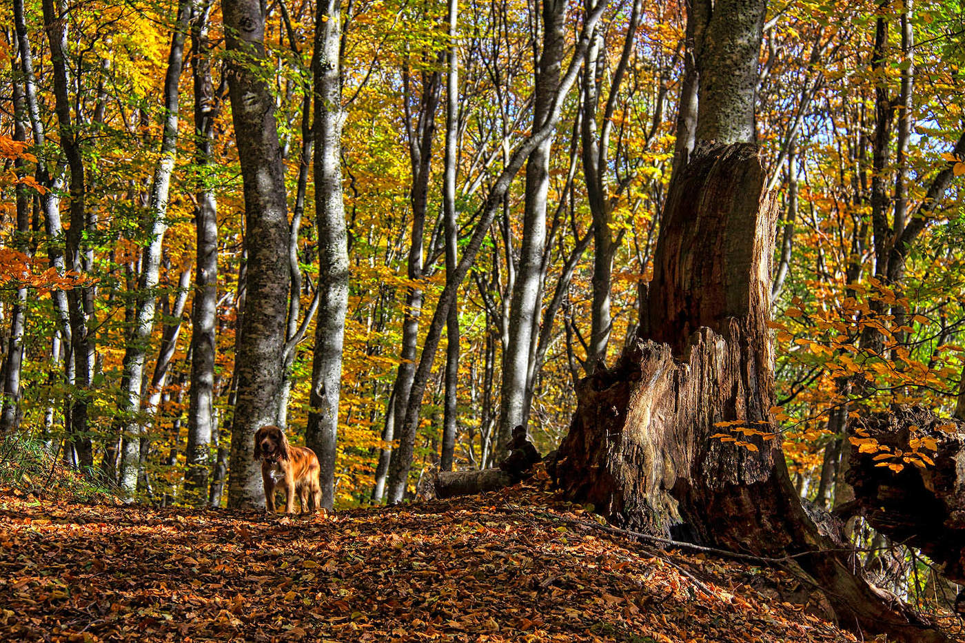 Осений лес, осений пес