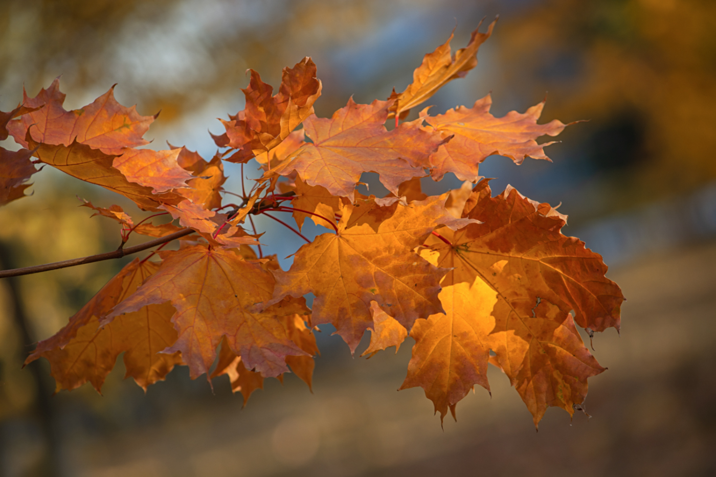 Кленовый лист...багряно - золотой....