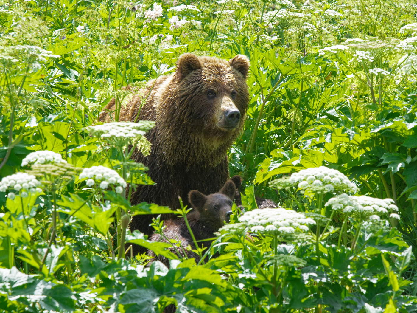 В зарослях.