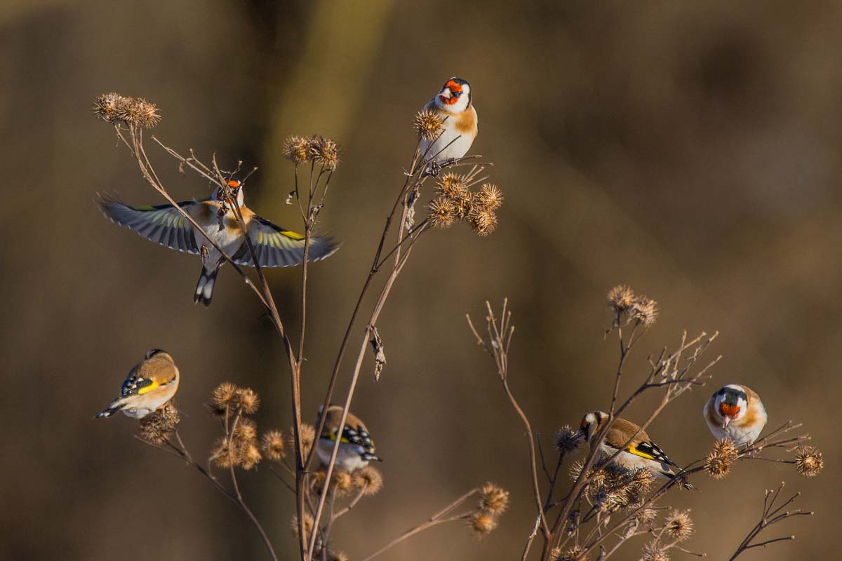 Щеглы прилетели!