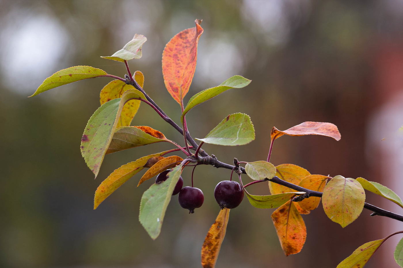 В осенних тонах