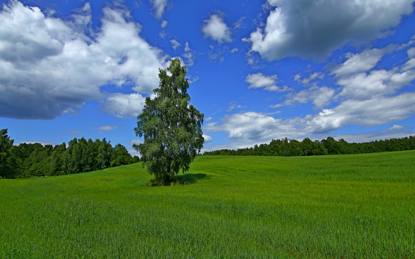Пейзаж с берёзкой.