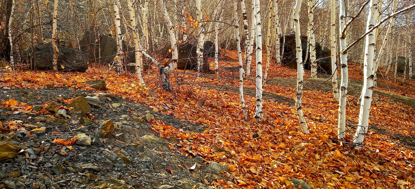 краски осени