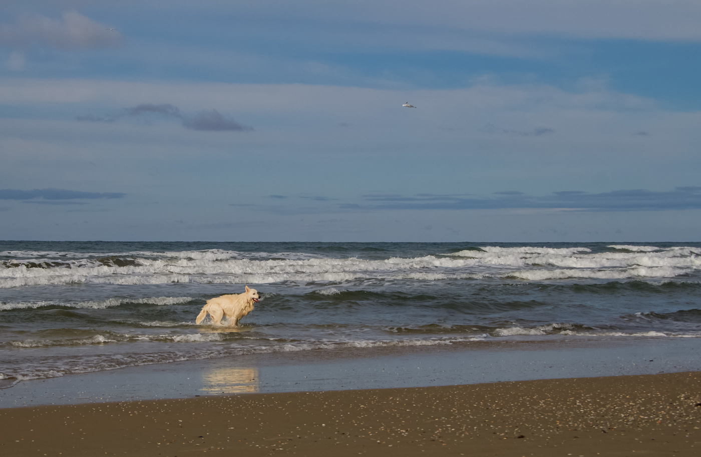 Соленый пес