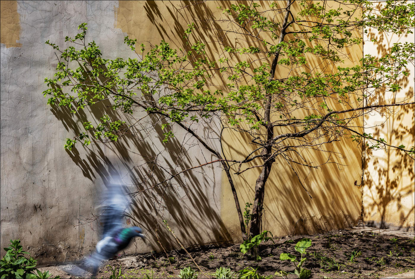 Солнечно-весенняя.