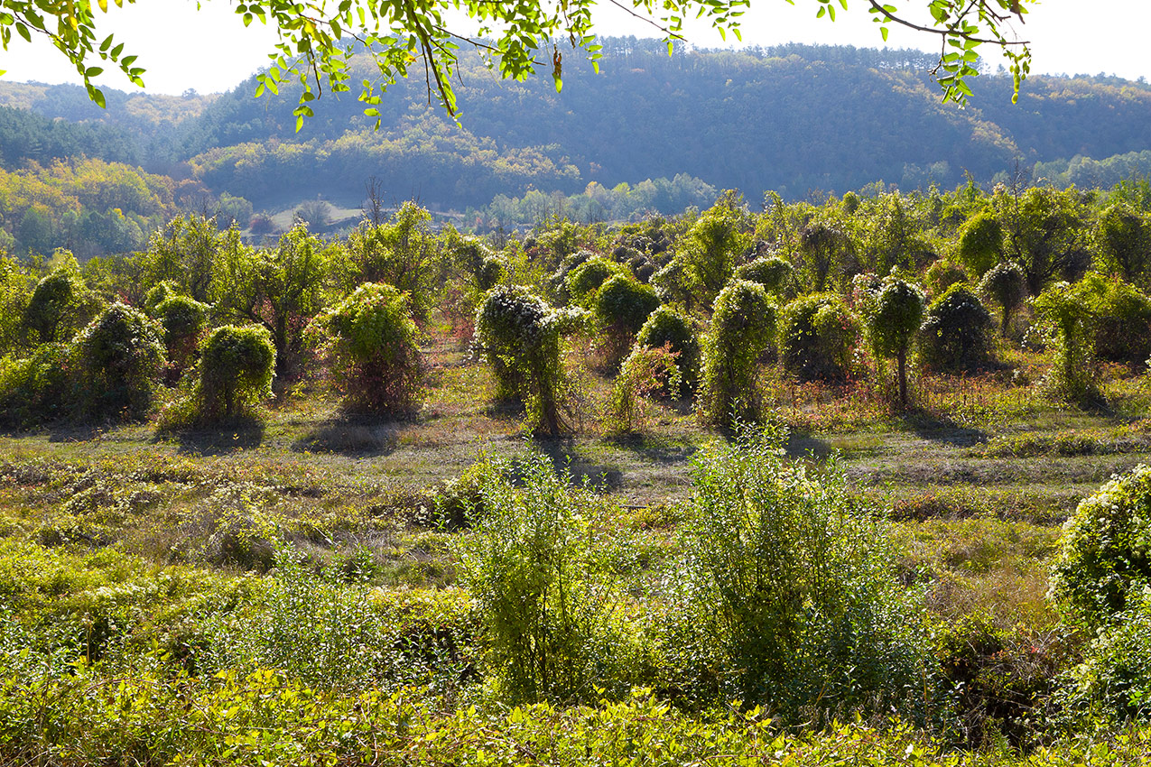 Неизвестная мне растительность