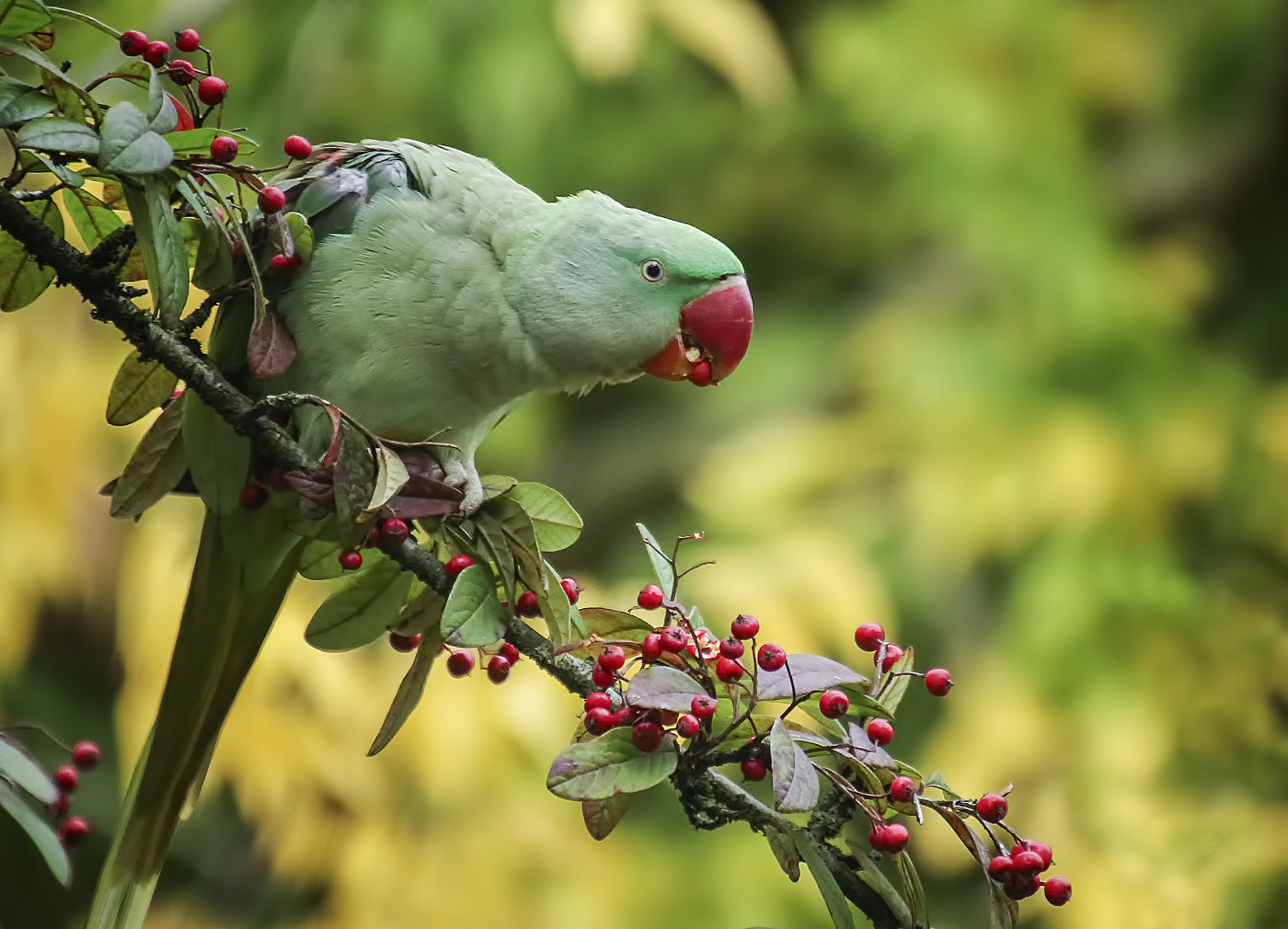 И зеленый попугай
