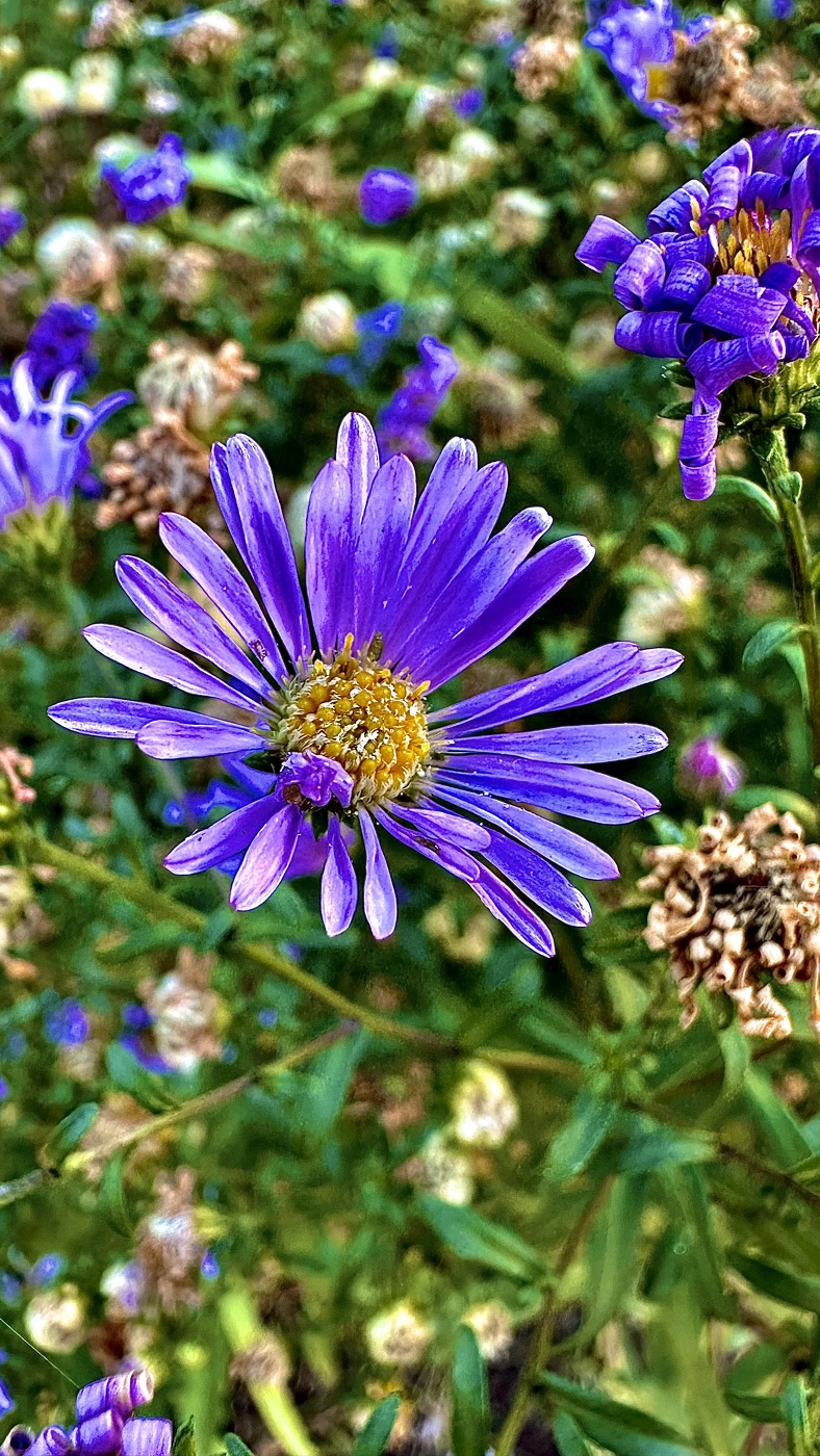 Октябринка