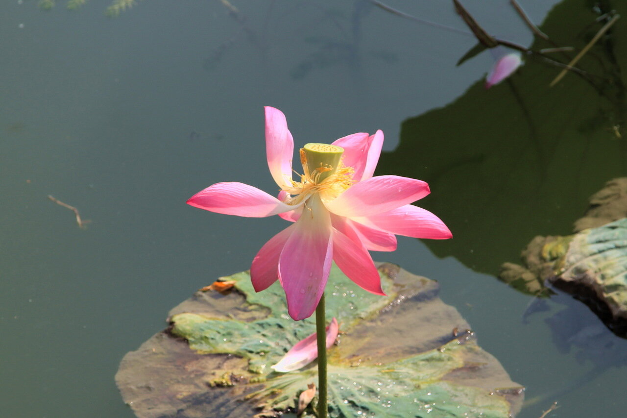 Увядающий лотос