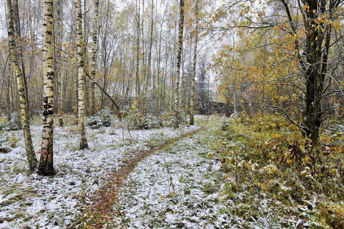 Вот и первый снежок ...