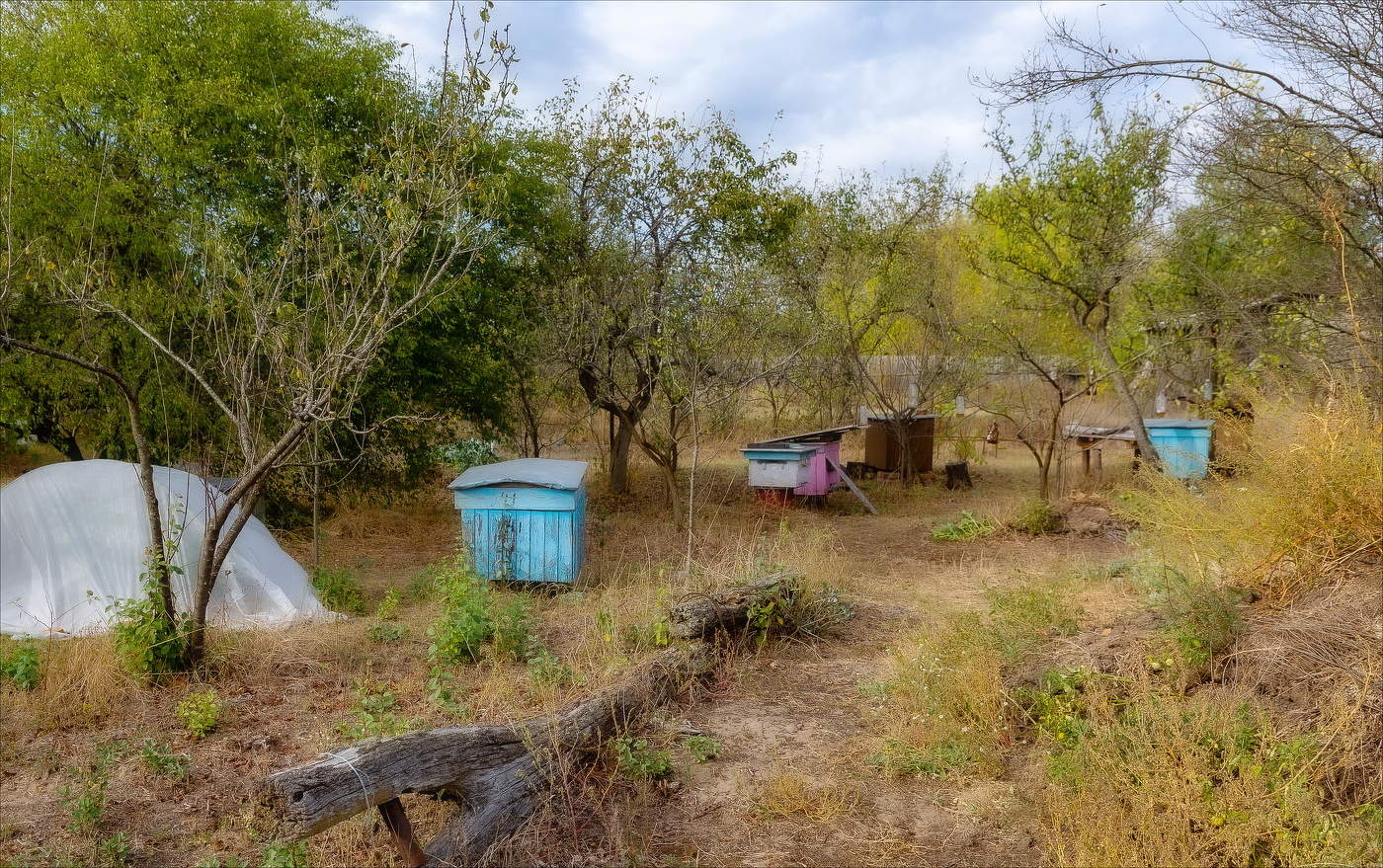 ОСЕННИЙ САД