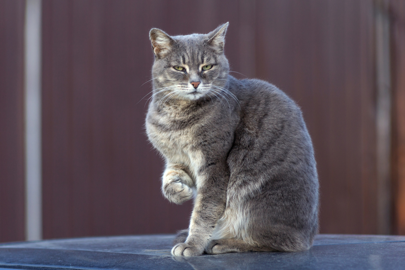 "Кошкин фак"