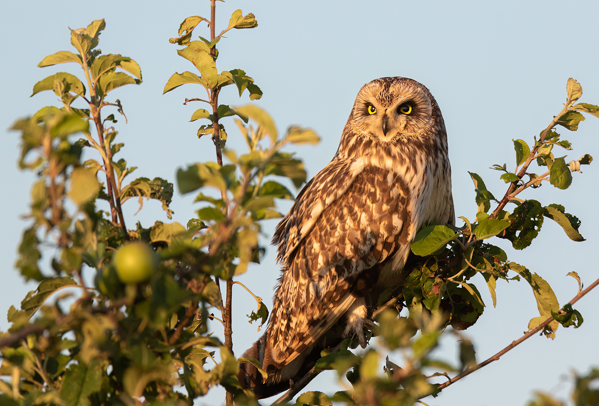 Болотная сова