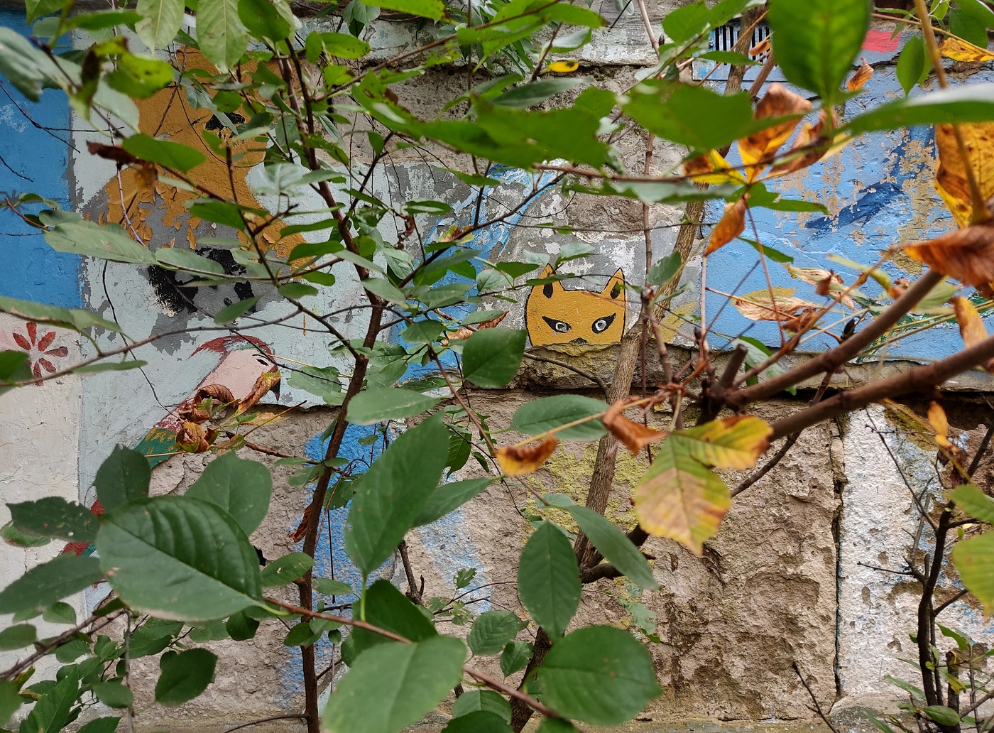 Red fox is watching you