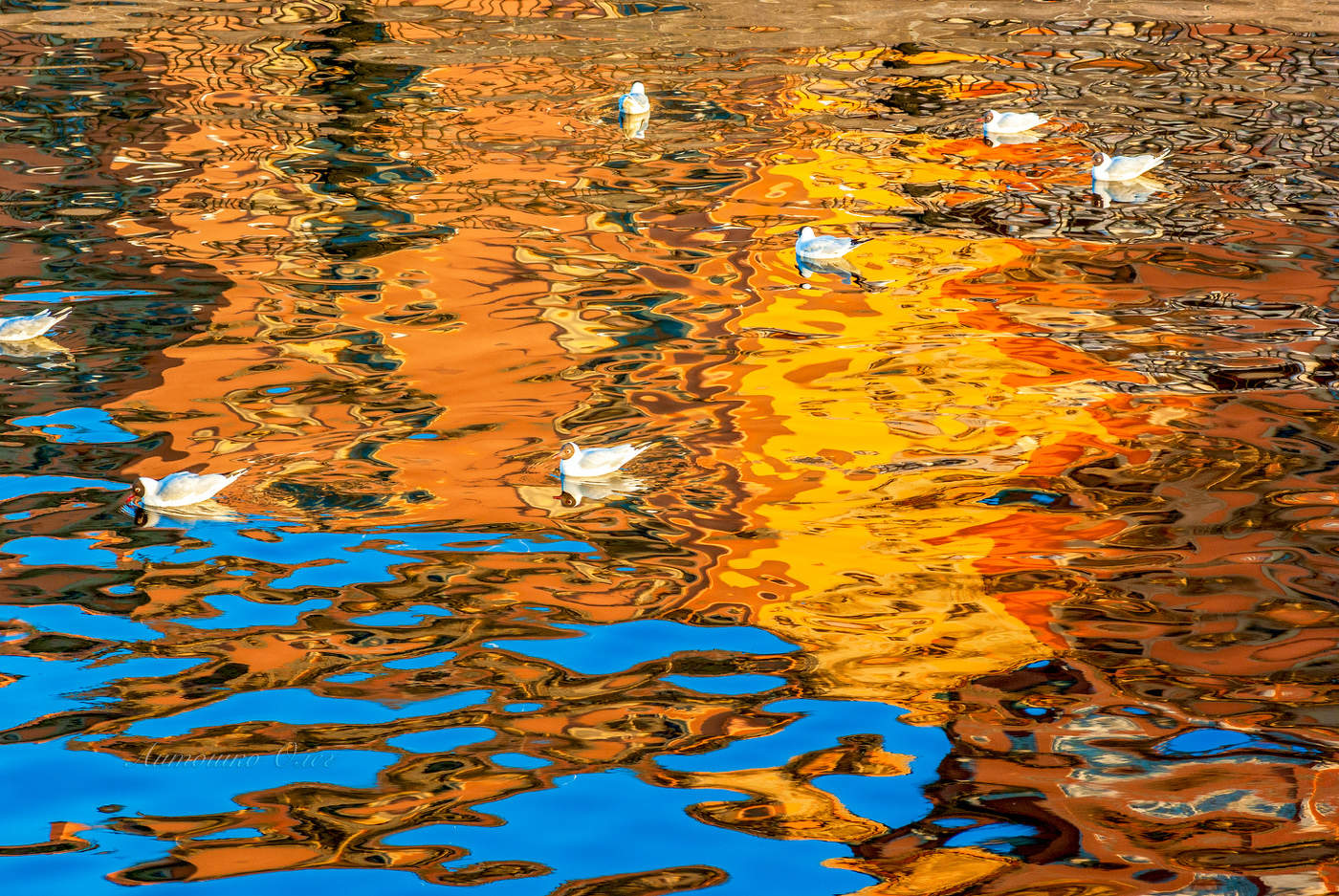 Чайки в палитре Фонтанки...