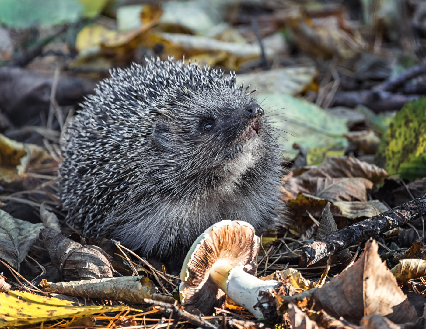 Ёжик в осеннем лесу.