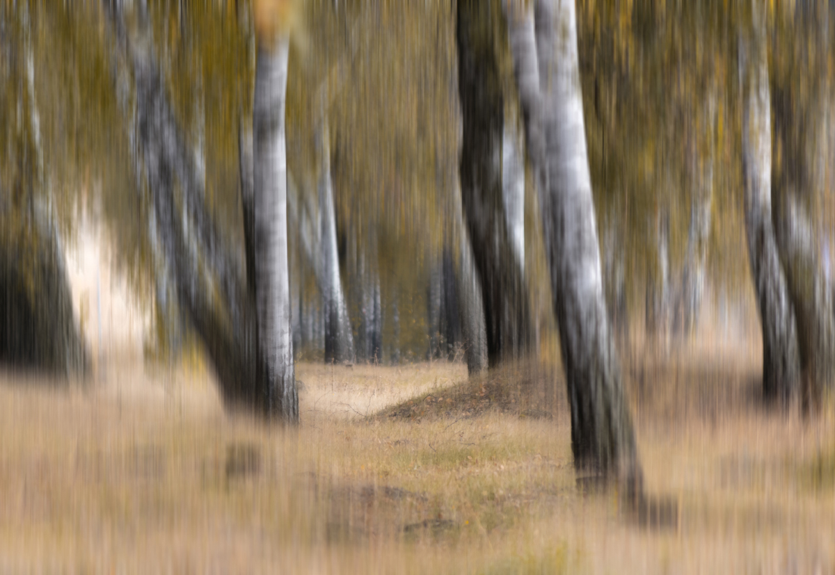 "Осенняя рапсодия".