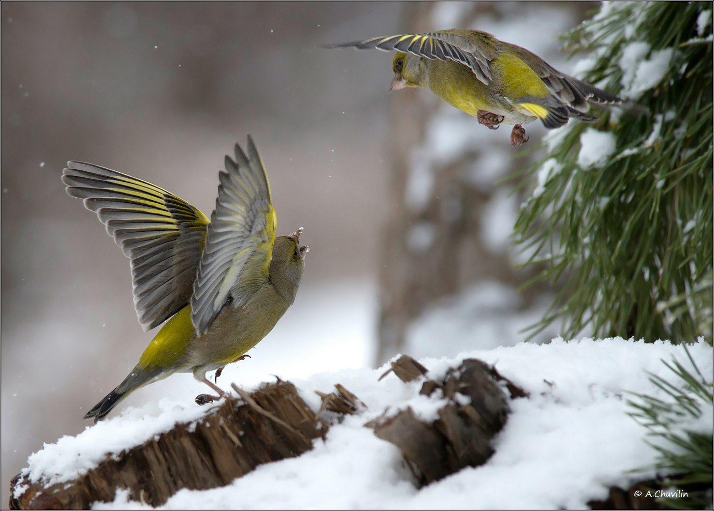 Лети дальше )