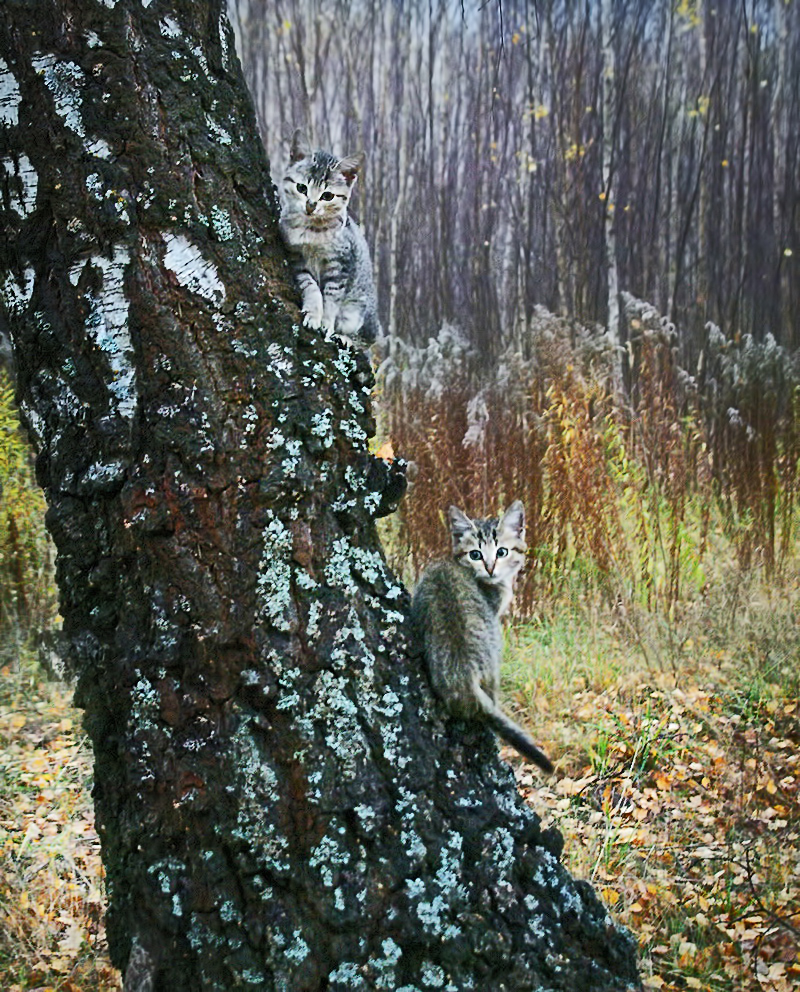 Лесные разбойники.