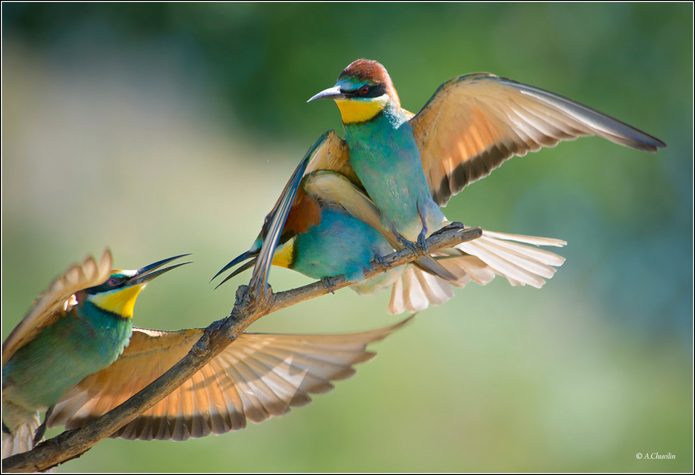 В обиду не дам