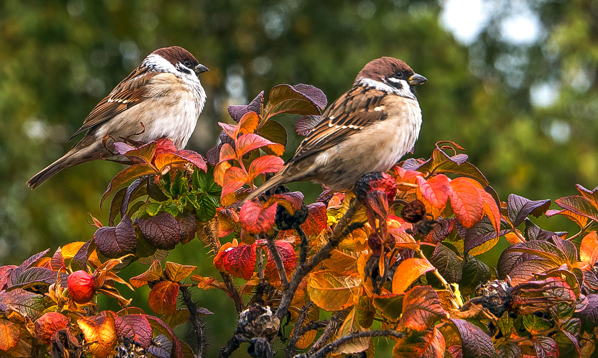 Двойной портрет.