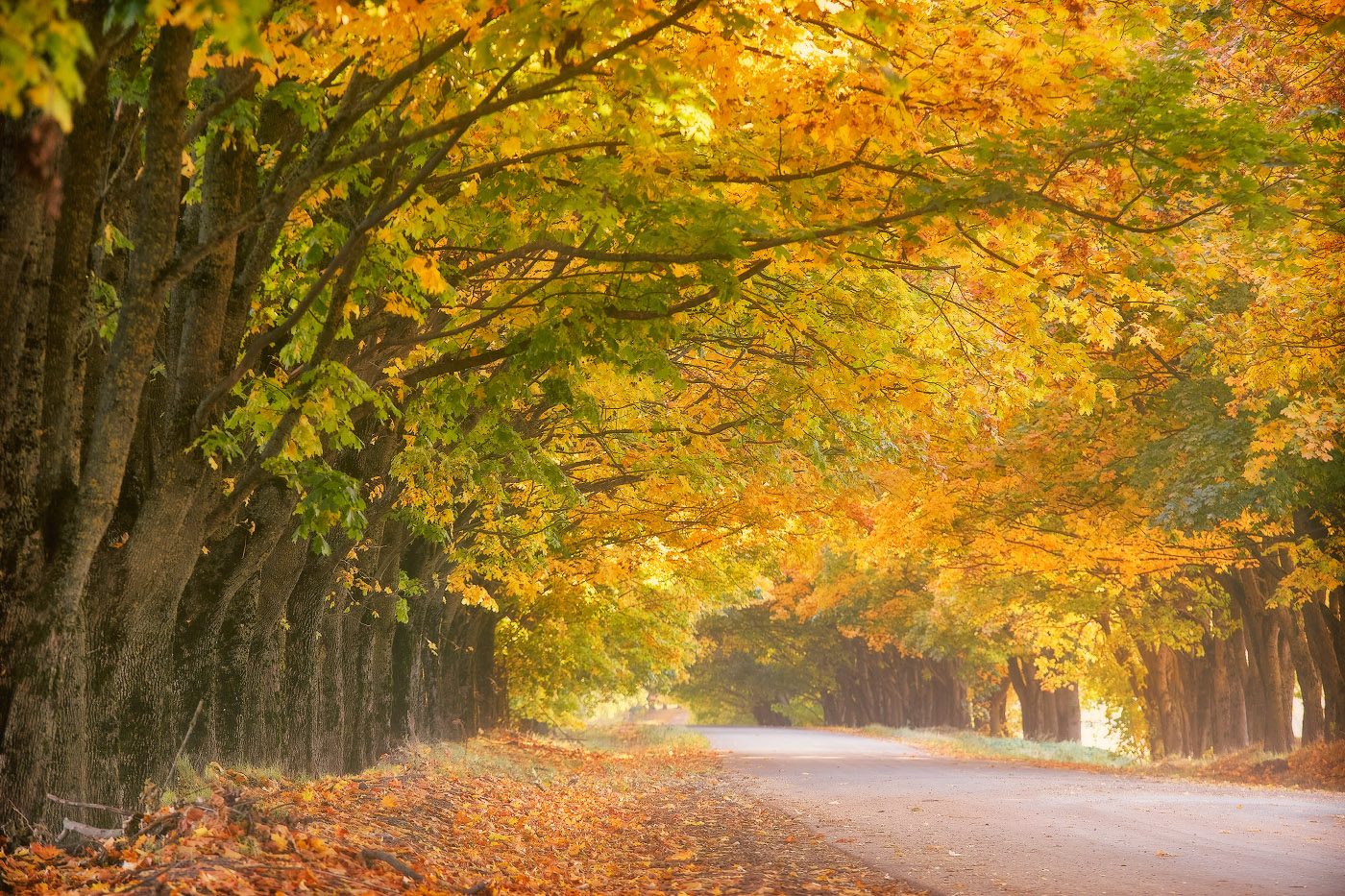 Осени любимые моменты