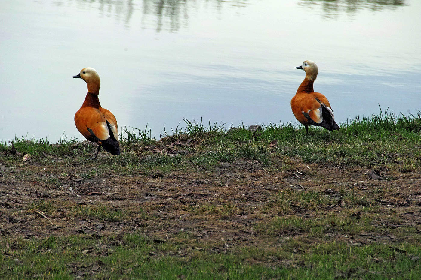 Синхронная стойка