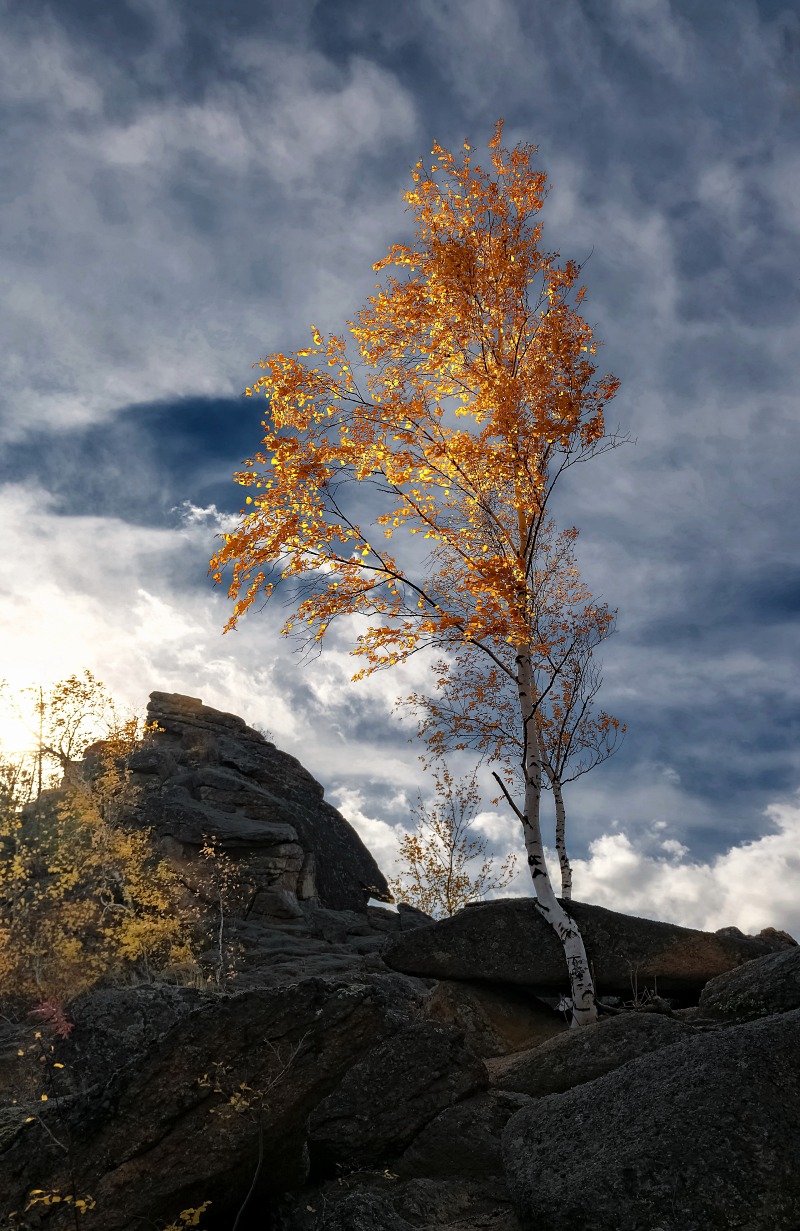 Березка огонек