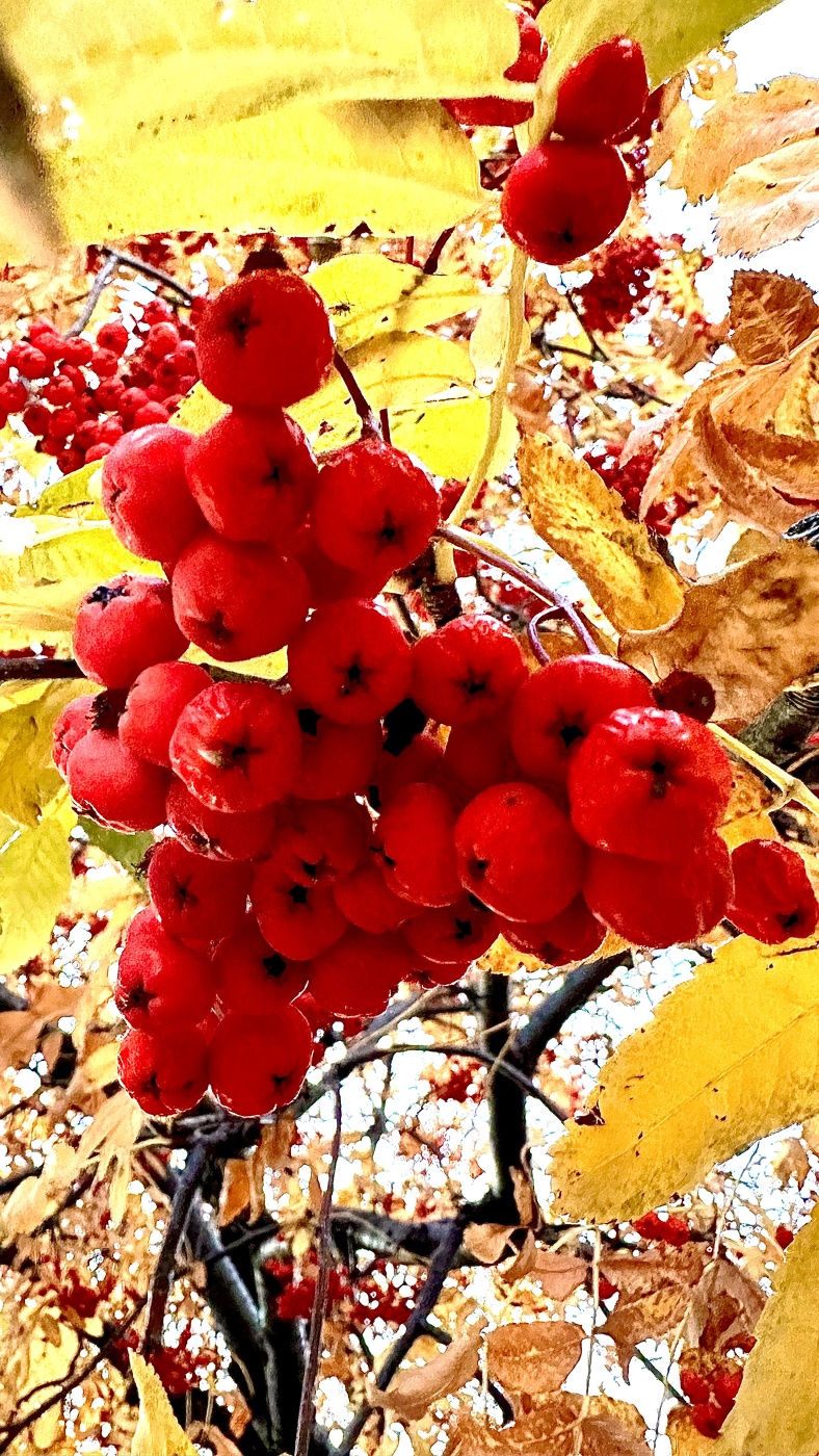 Осень радует своими красками