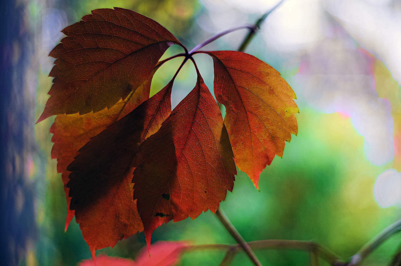 Осенние листья