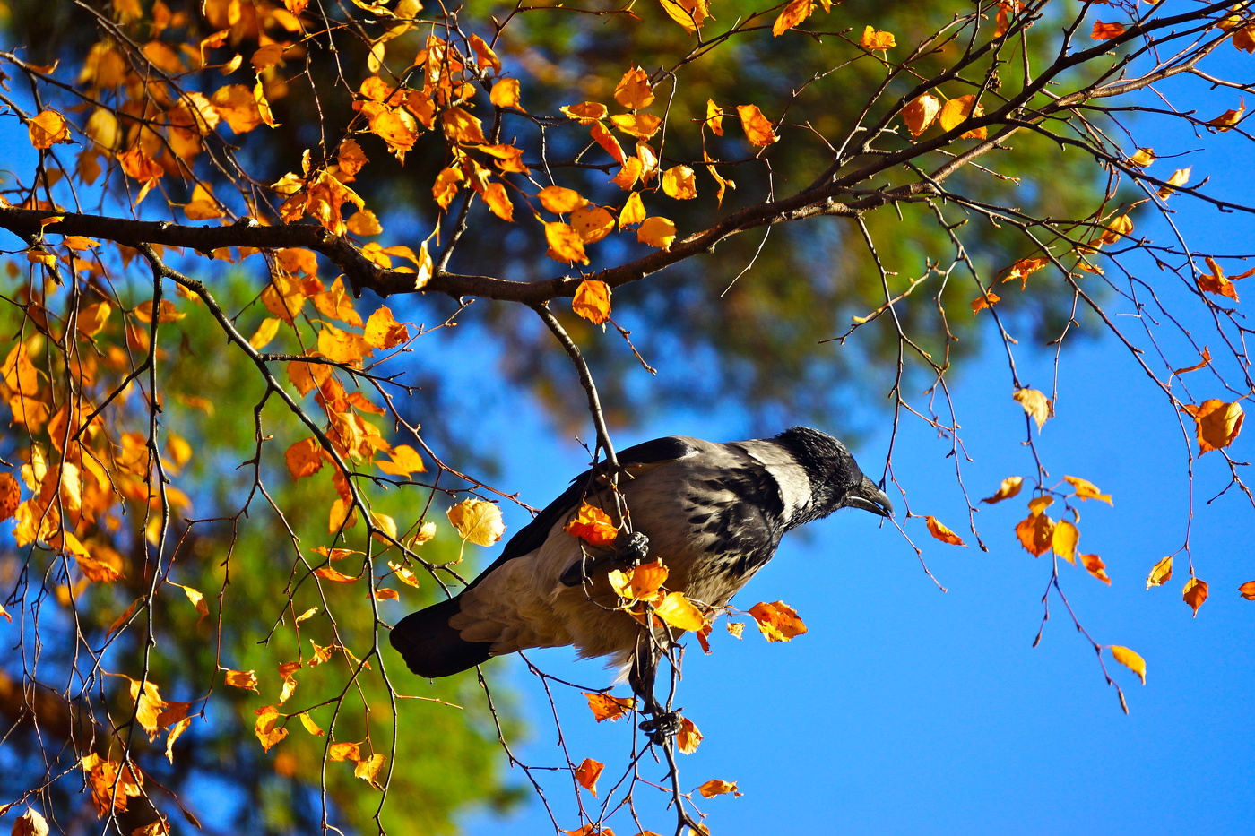 При делах...