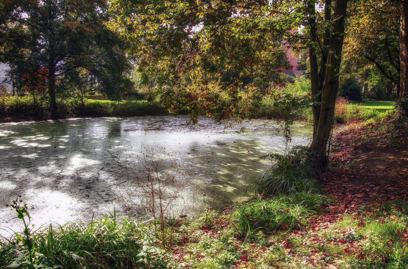 блотце в городском сквере