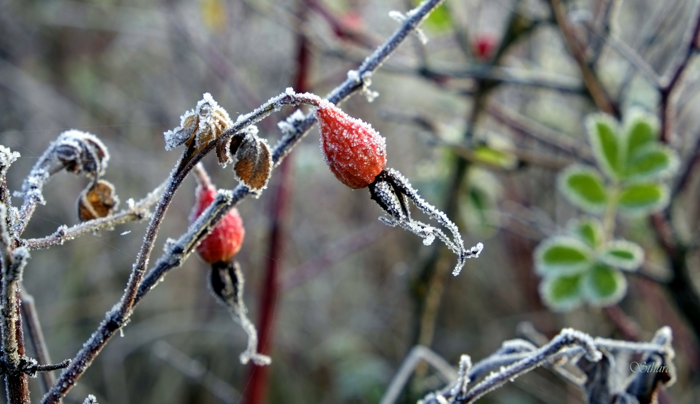 Шиповник в инее.