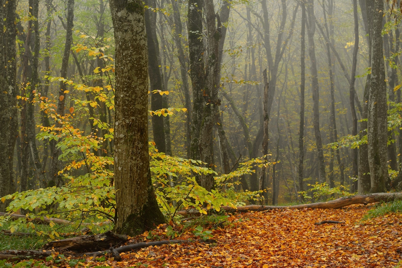 Осеннее утро