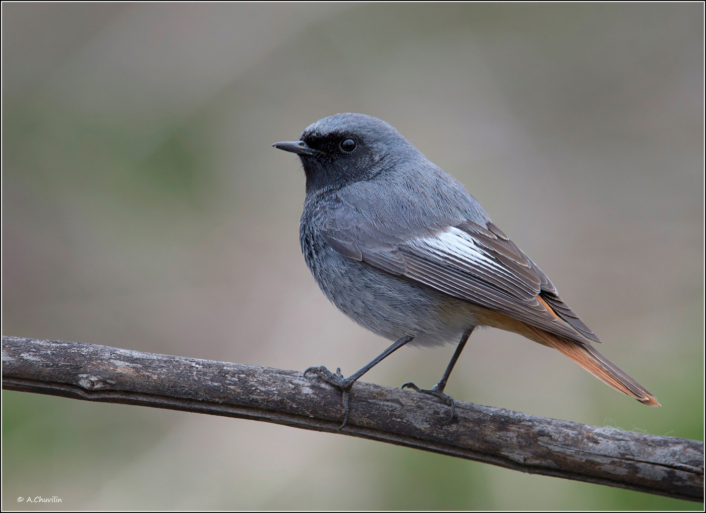 Горихвостка