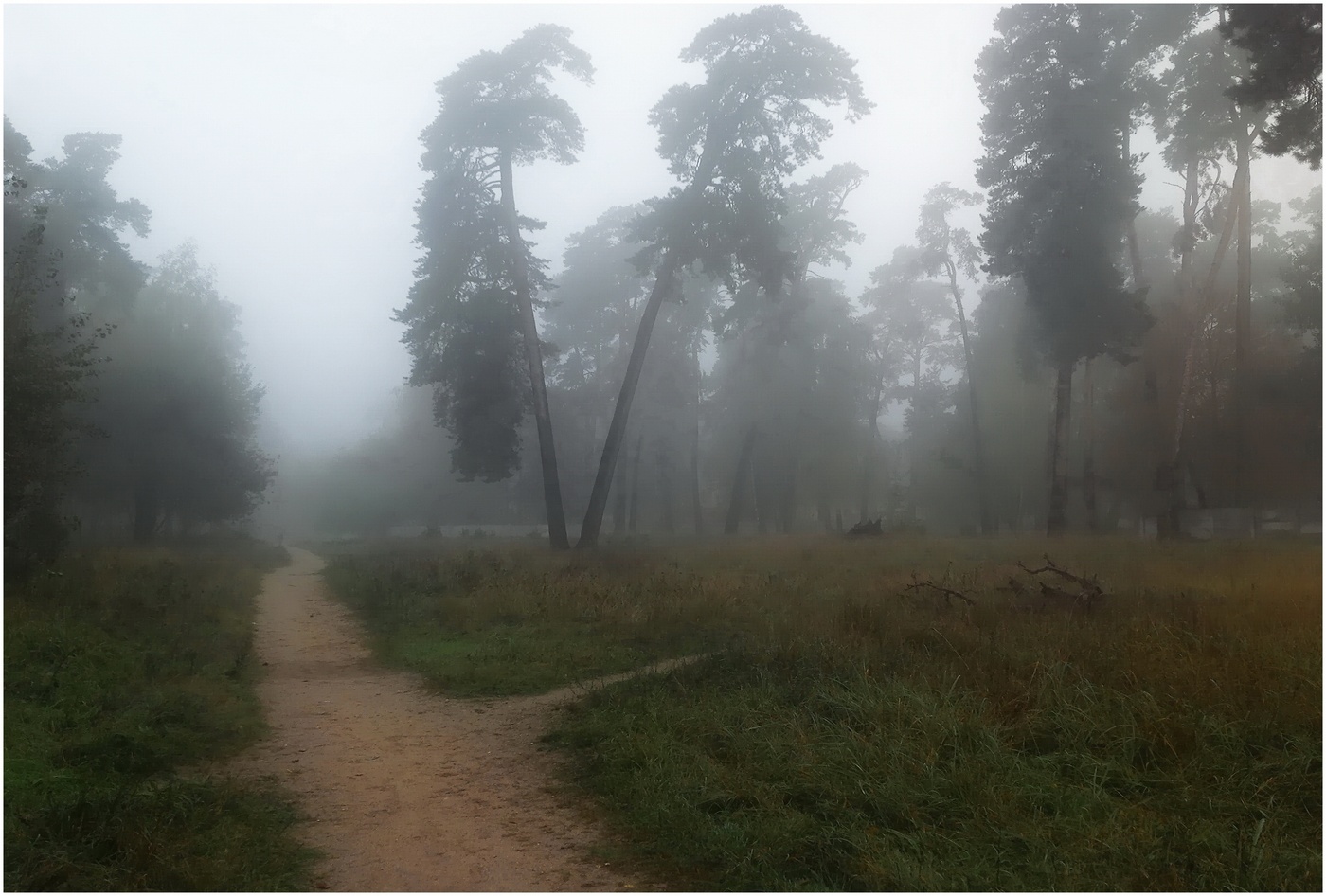 утренний бор . Сентябрь.