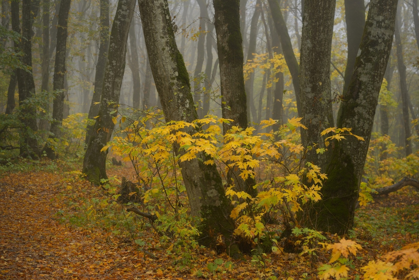Осеннее утро
