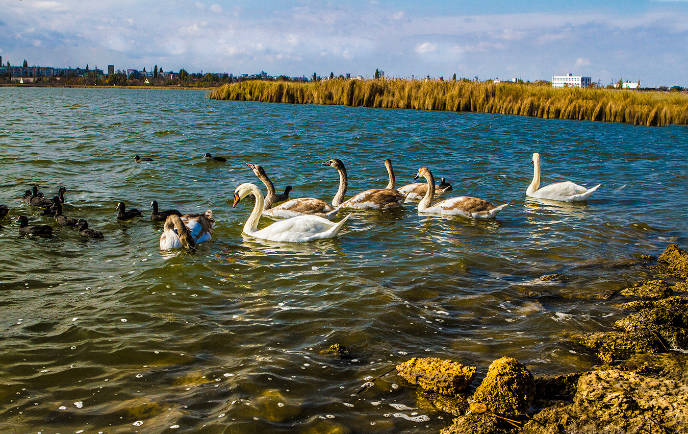 Лебединое озеро