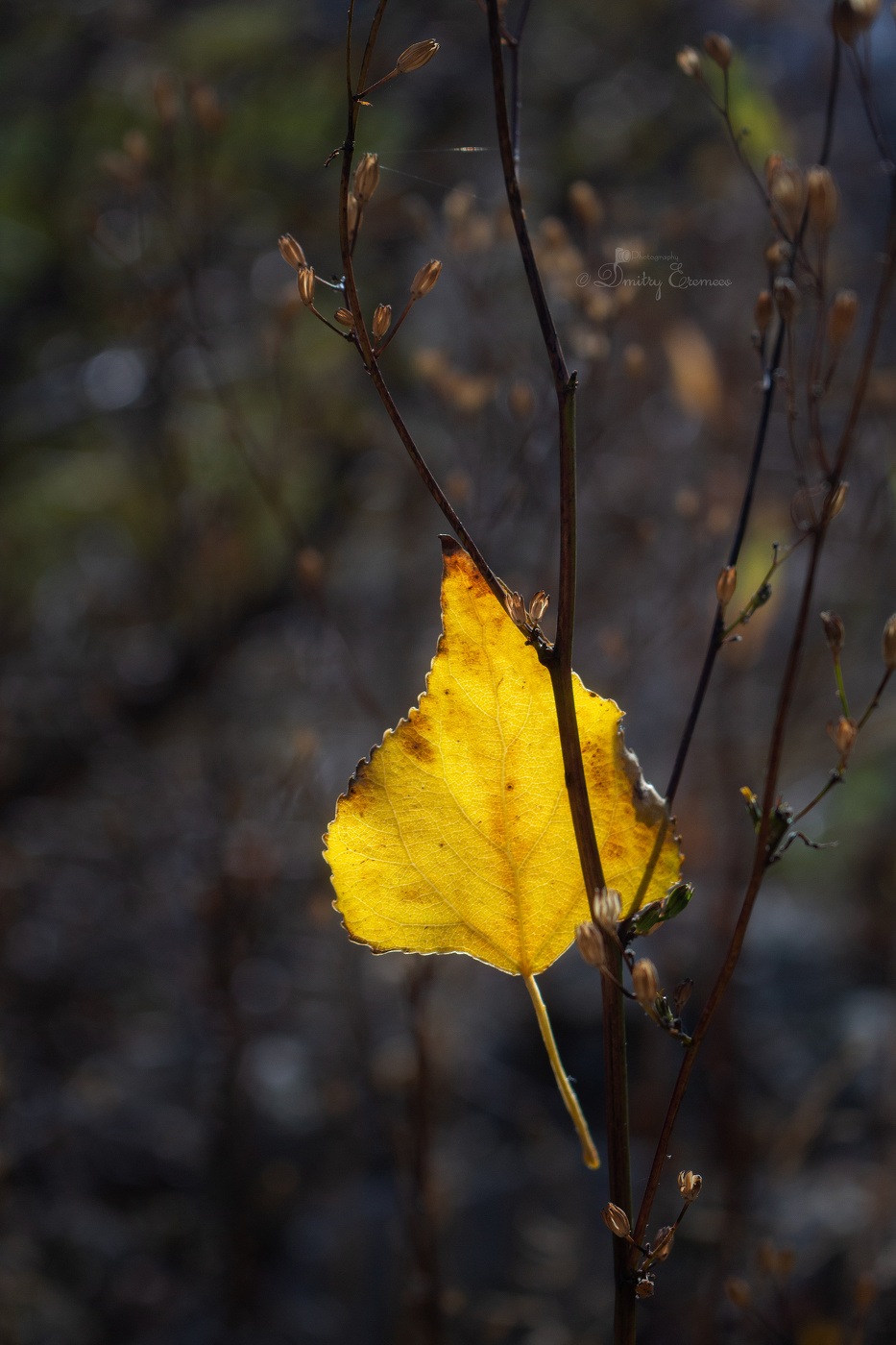 Догорает лист осенний...