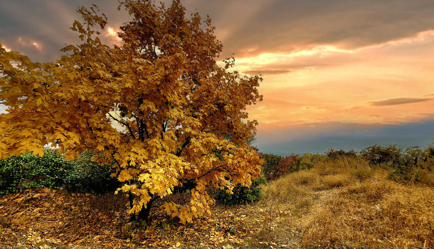 Любуюсь,осень,твоим янтарным цветом....